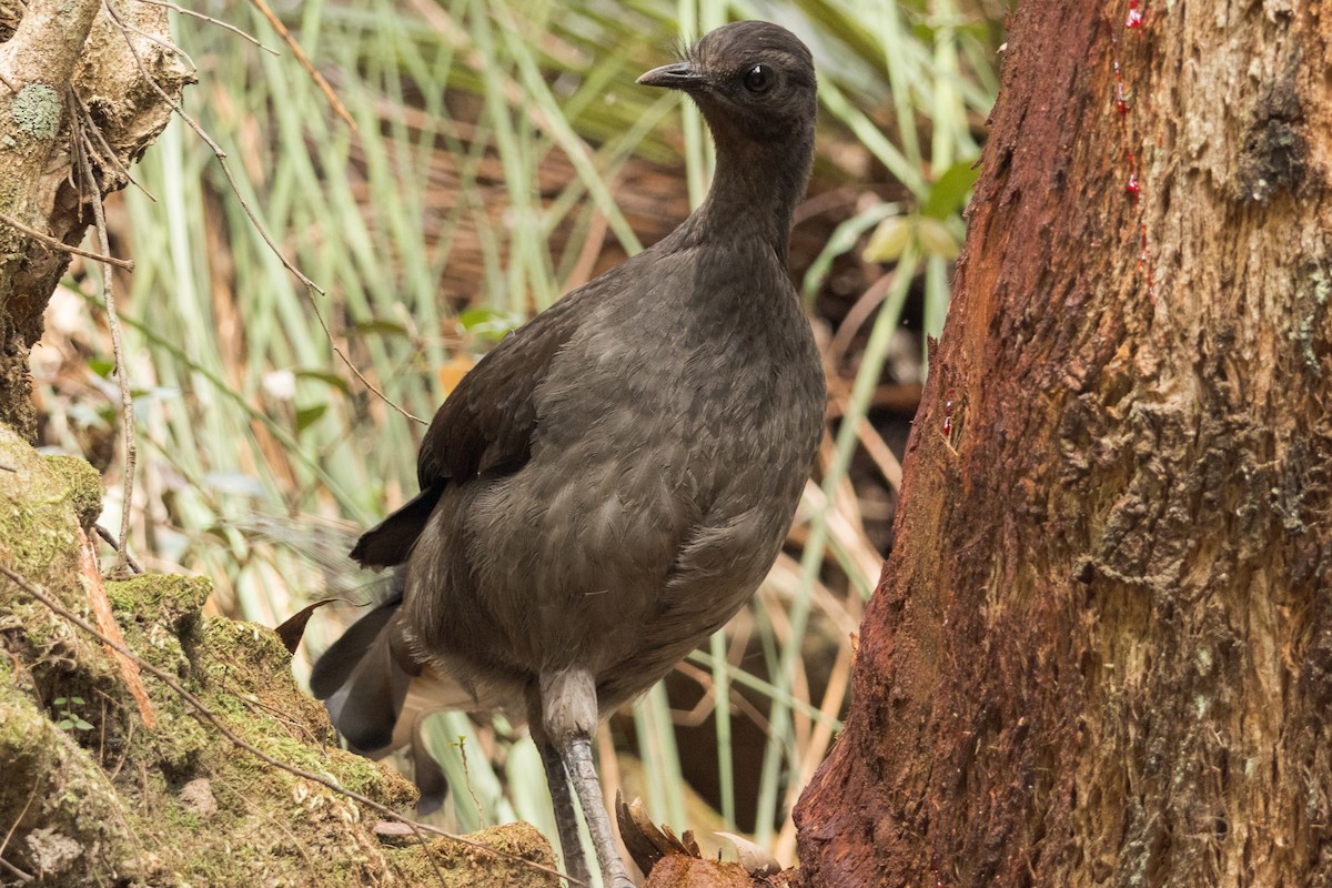 Superb Lyrebird - ML642517134