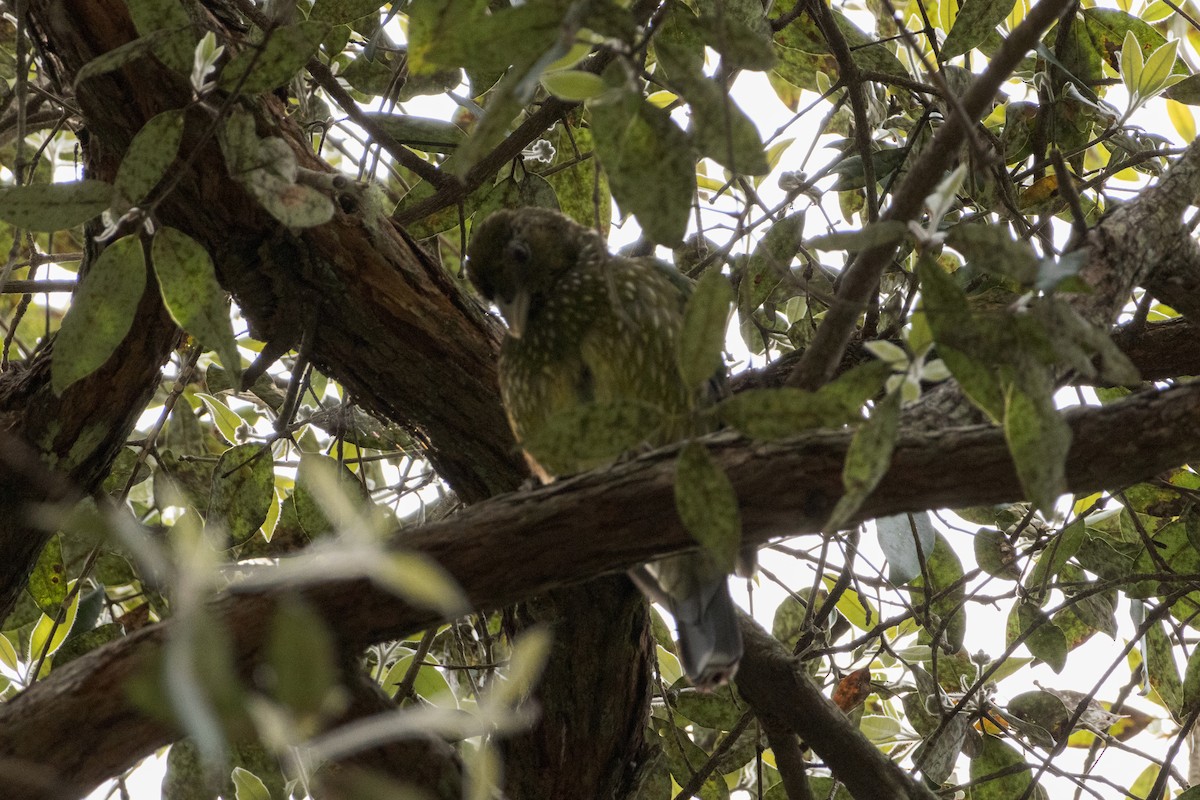 Green Catbird - ML642517141