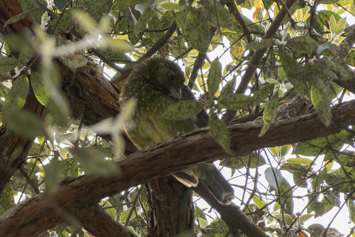 Green Catbird - ML642517142