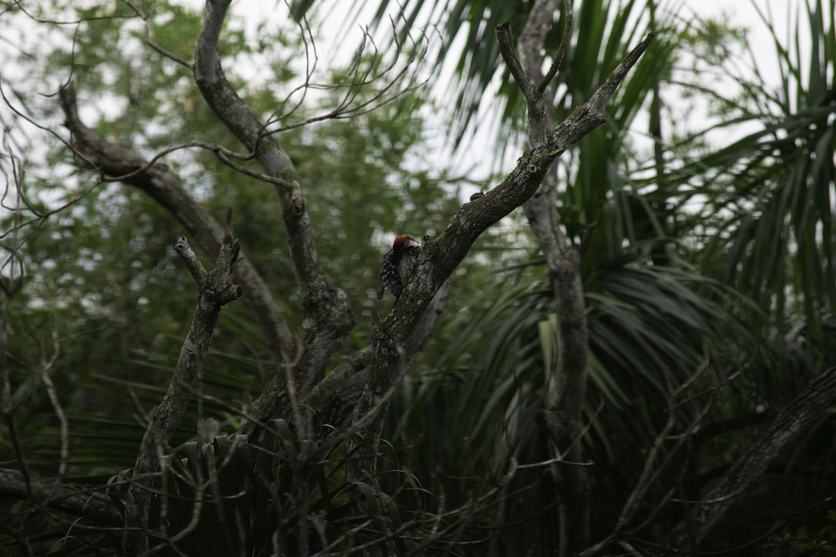 Black-rumped Flameback - ML642517201
