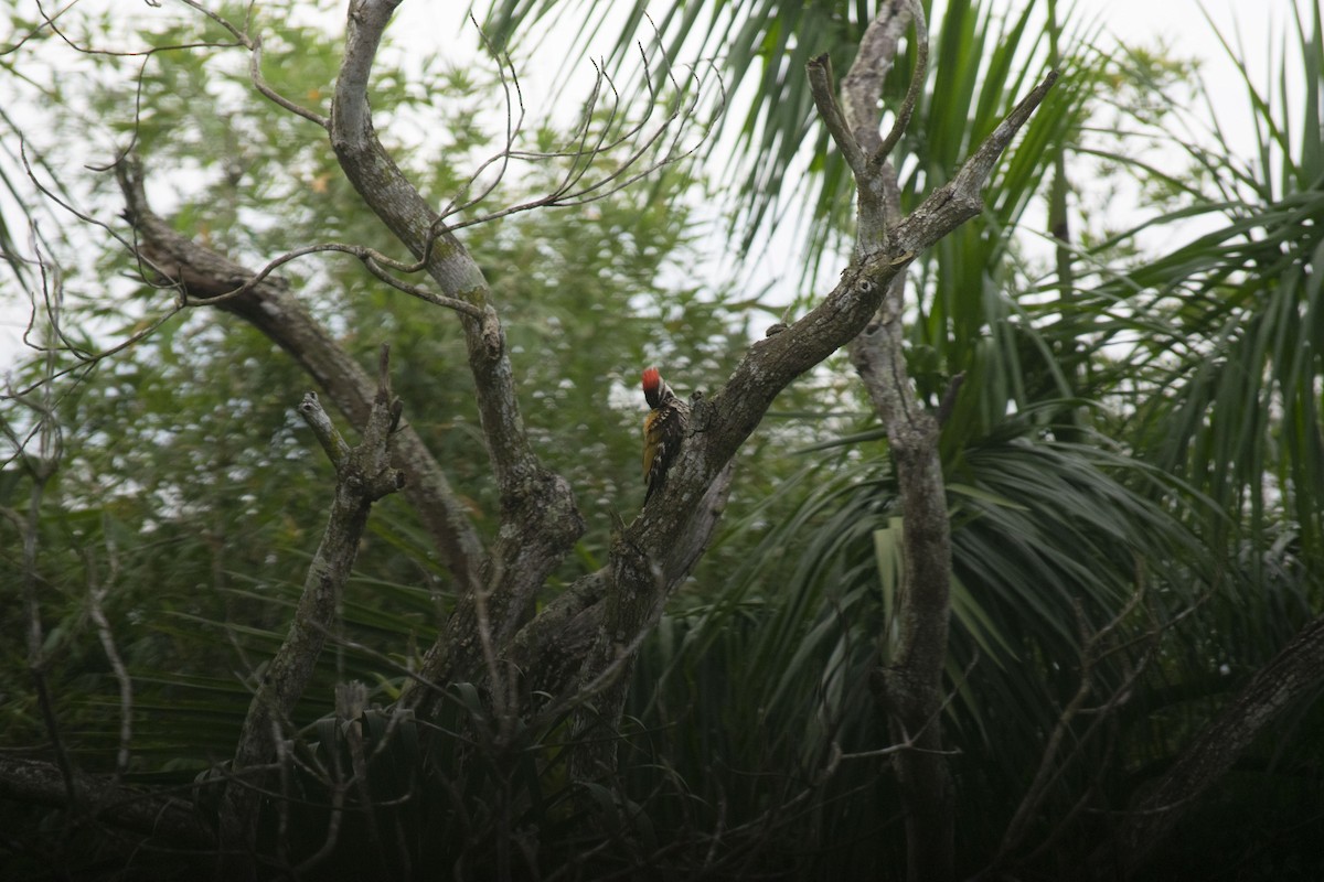 Black-rumped Flameback - ML642517202