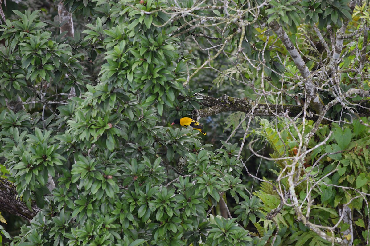 Black-hooded Oriole - ML642517205