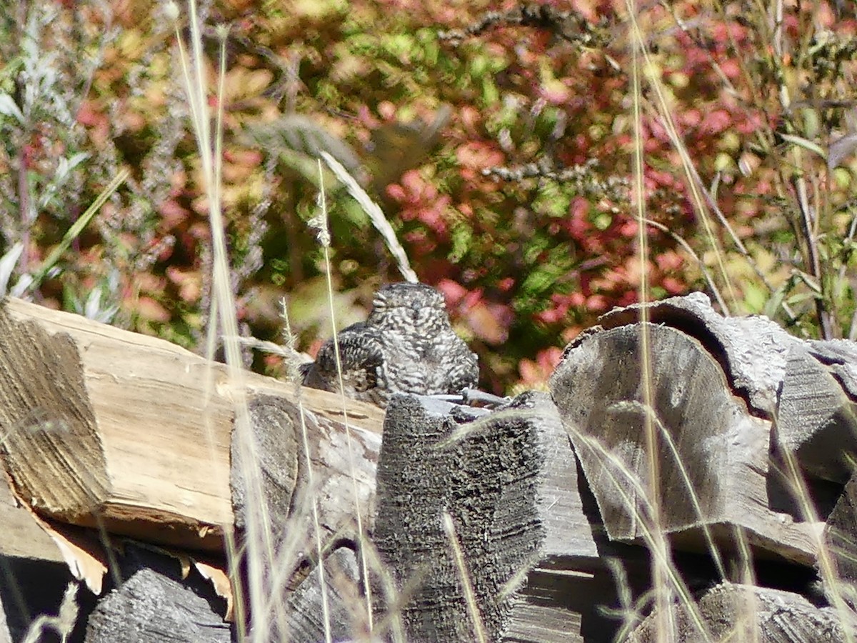 Common Nighthawk - ML642517209