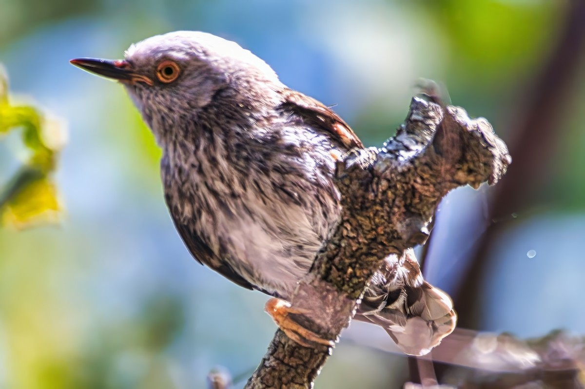 Varied Sittella - ML642517210