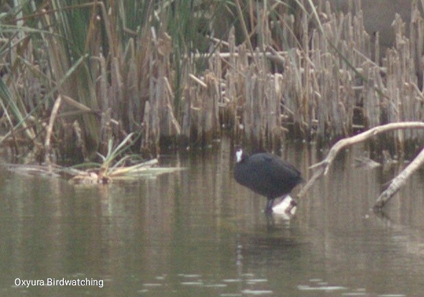 Red-knobbed Coot - ML642517221
