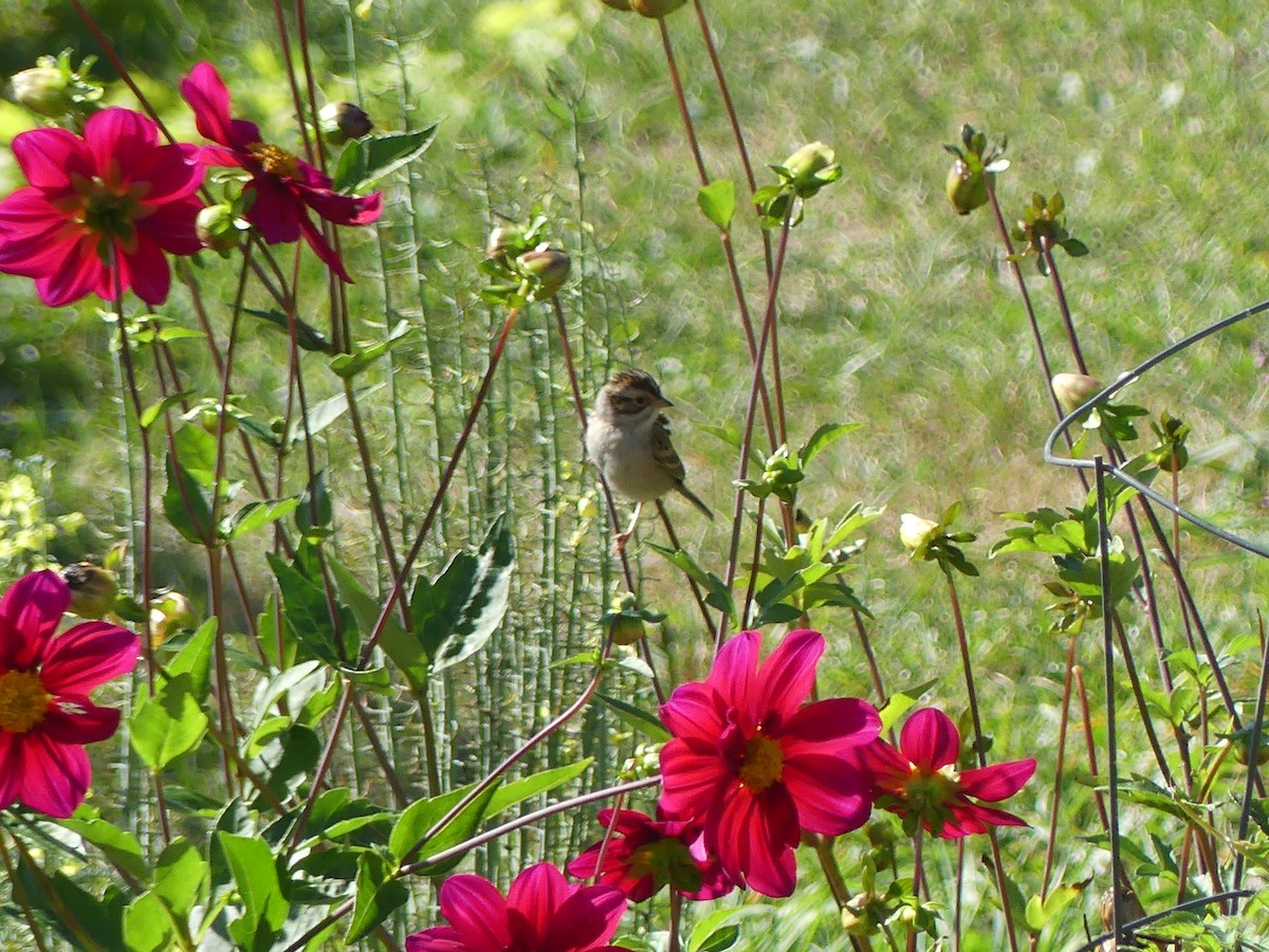 Clay-colored Sparrow - ML642517222