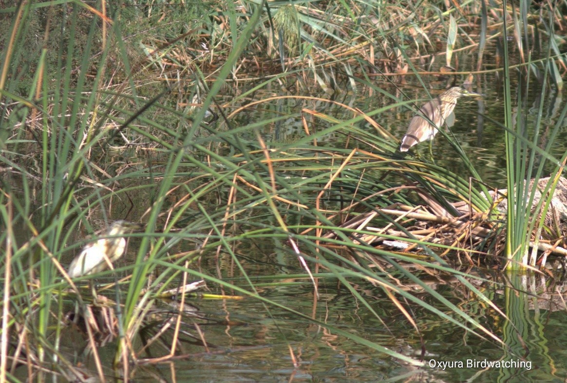 Squacco Heron - ML642517225