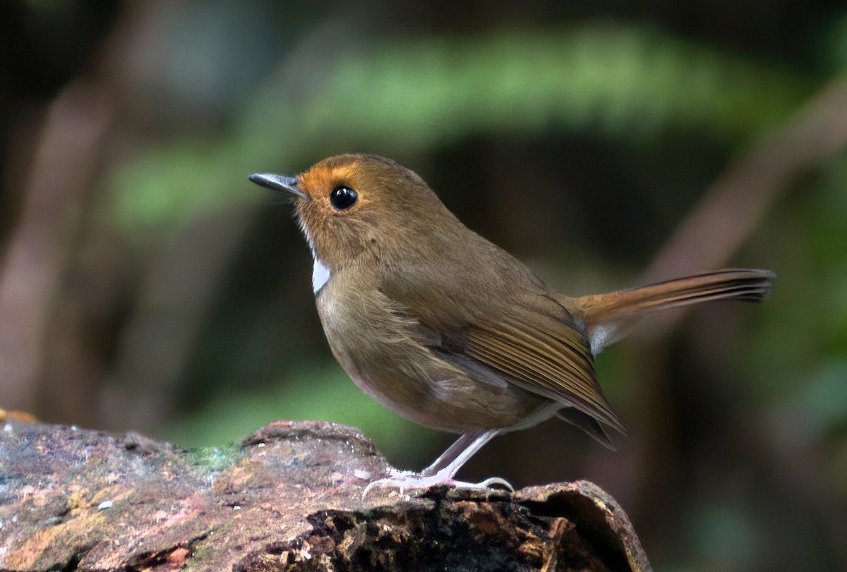 Rufous-browed Flycatcher - ML642517230