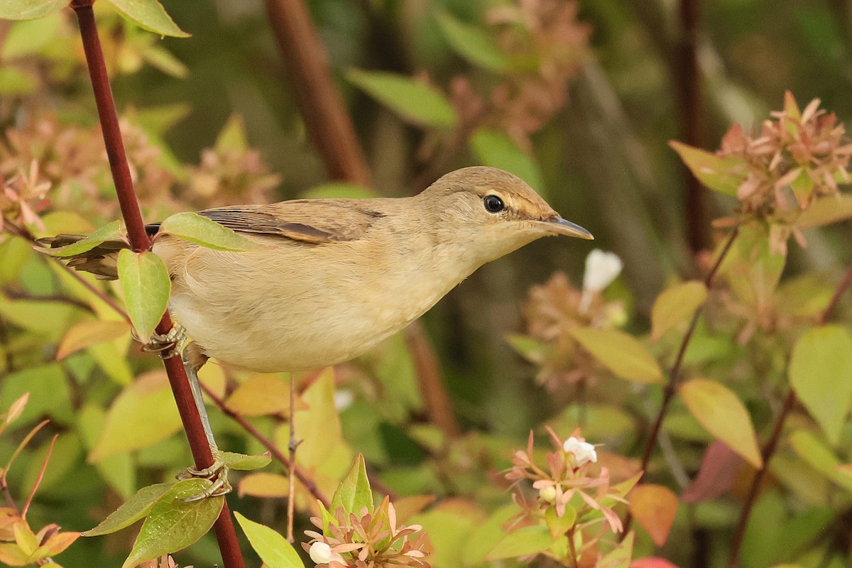 Common Reed Warbler - ML642517232