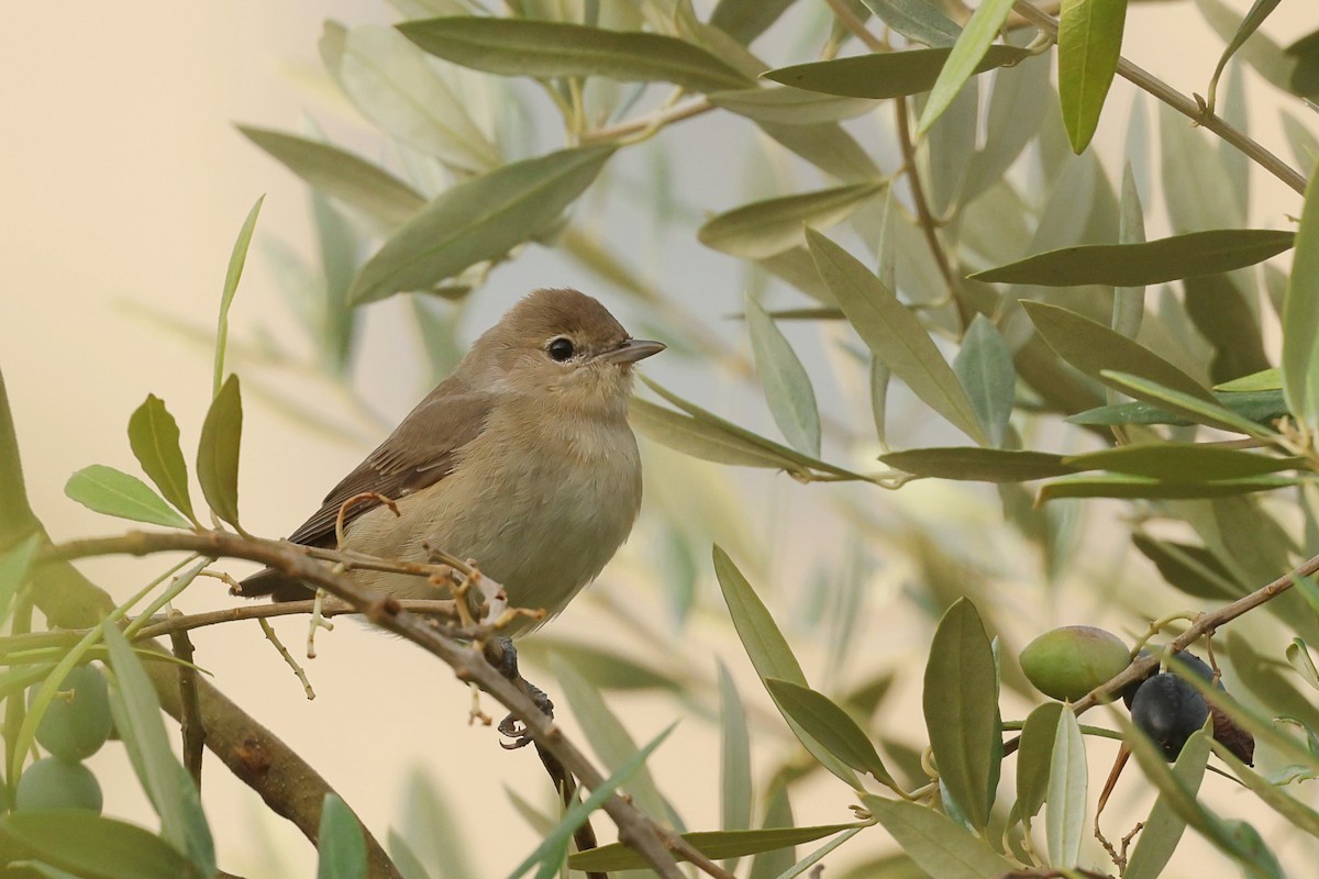 Garden Warbler - ML642517239