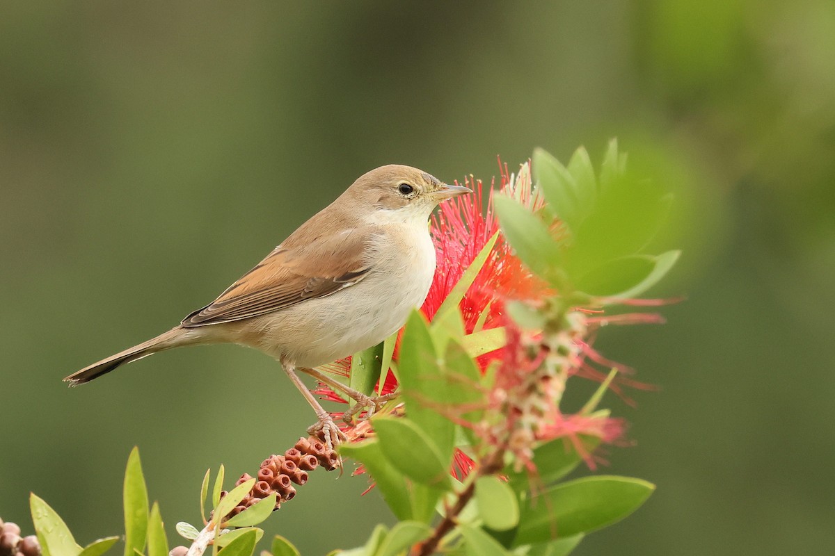 Greater Whitethroat - ML642517240