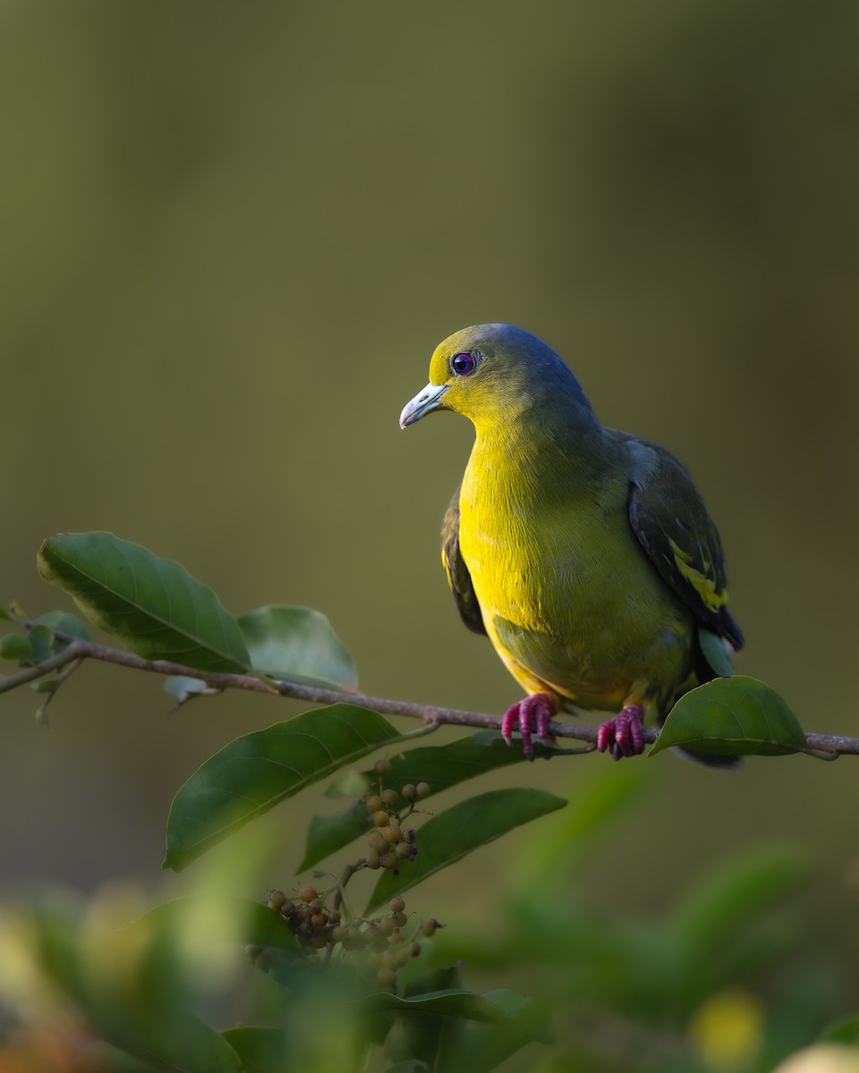 橙胸綠鳩 - ML642517241