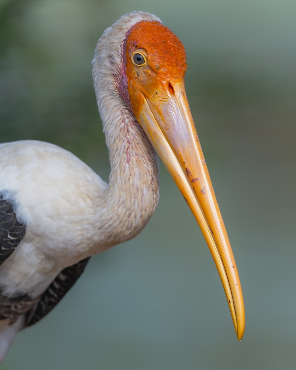 Painted Stork - ML642517244
