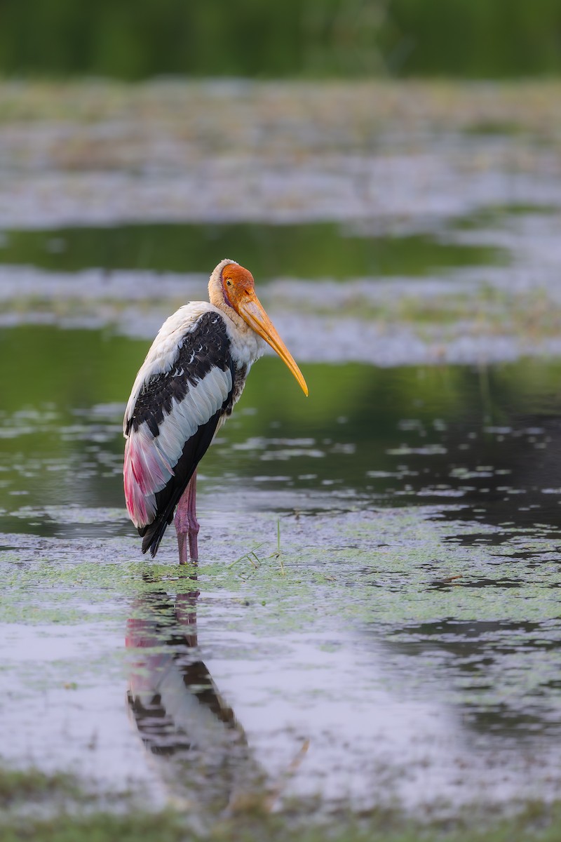 Painted Stork - ML642517245