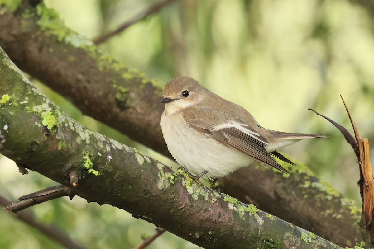 European Pied Flycatcher - ML642517246