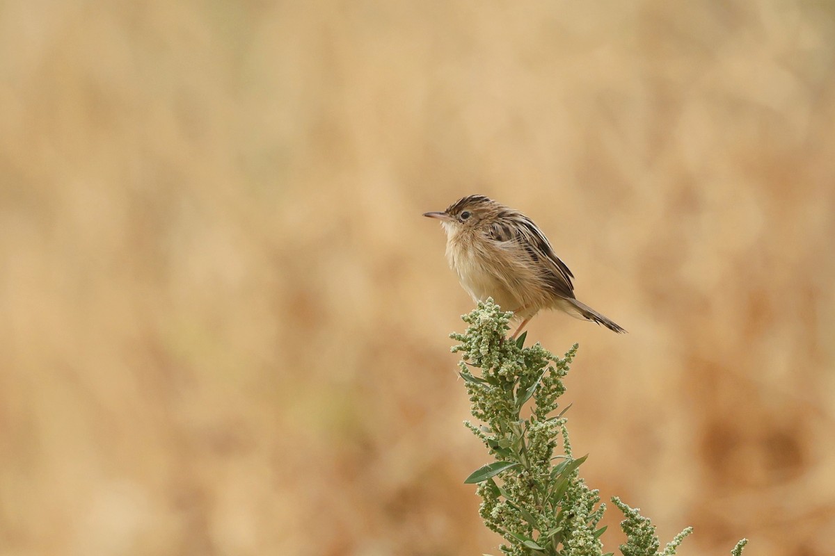 Zitting Cisticola - ML642517255