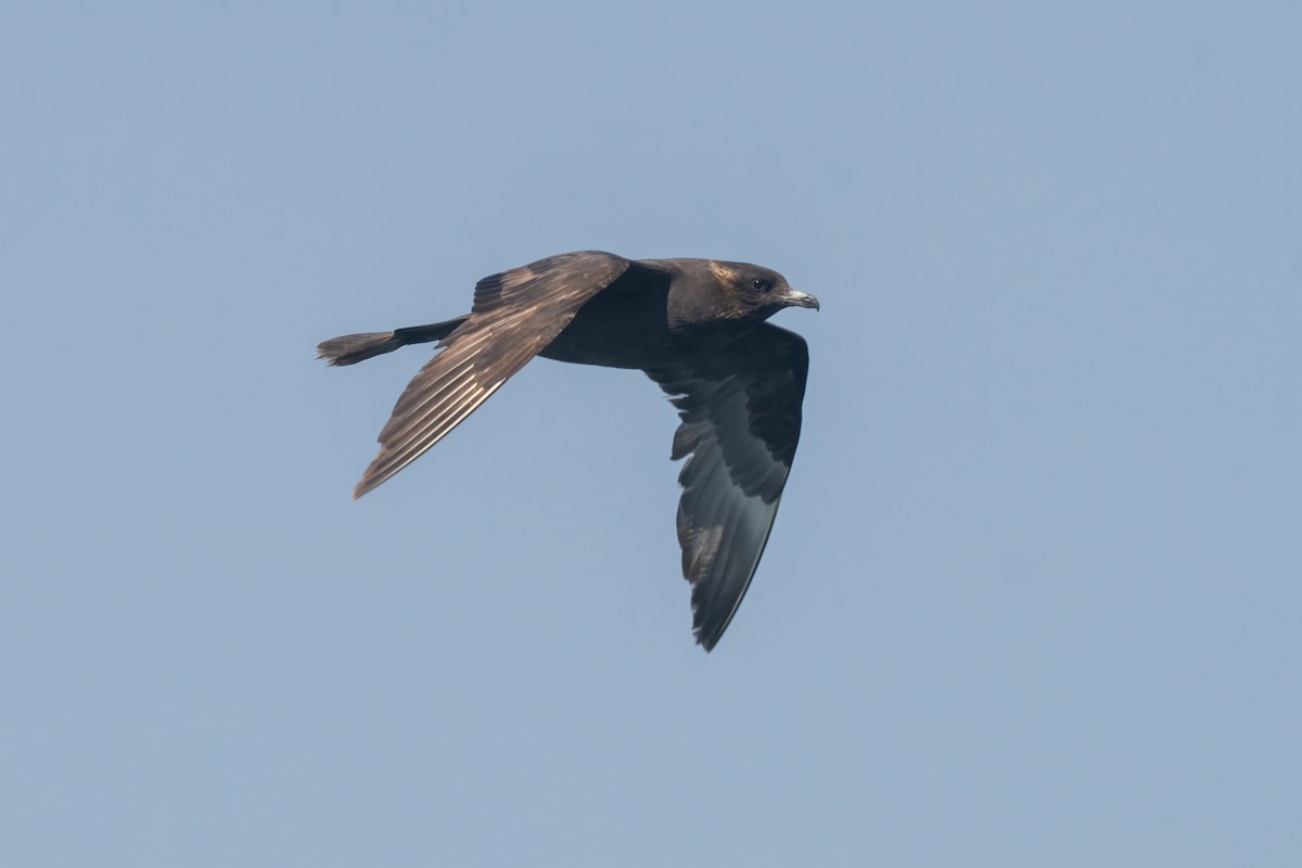 chaluha pomořská - ML642517275