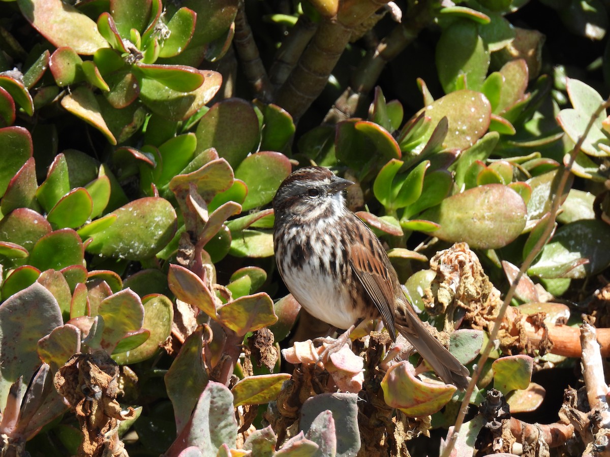 Song Sparrow - ML642517286