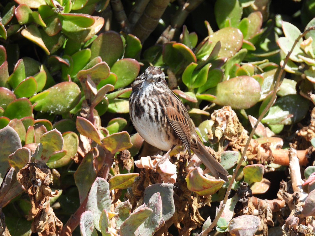 Song Sparrow - ML642517287