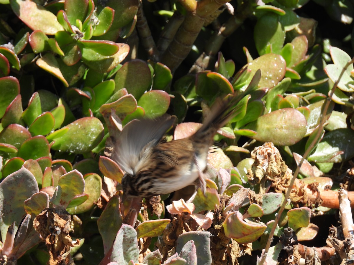 Song Sparrow - ML642517289