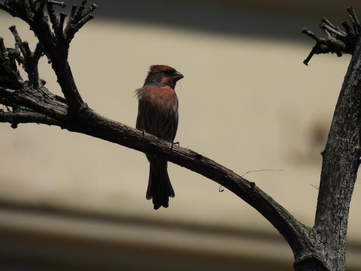 House Finch - ML642517290