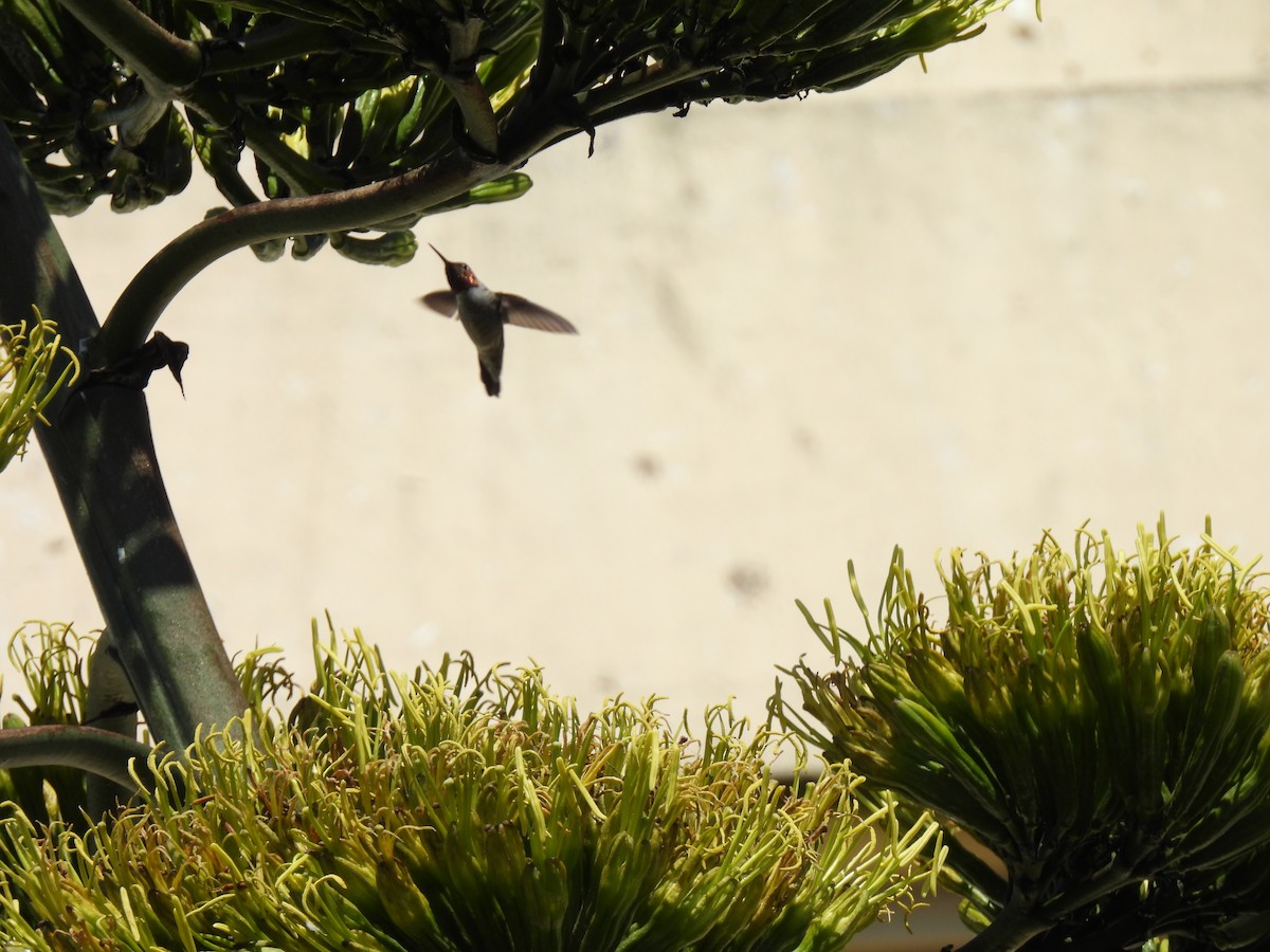 Anna's Hummingbird - ML642517291