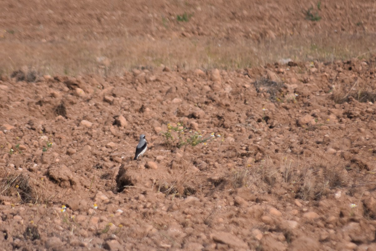 Northern Wheatear - ML642517333