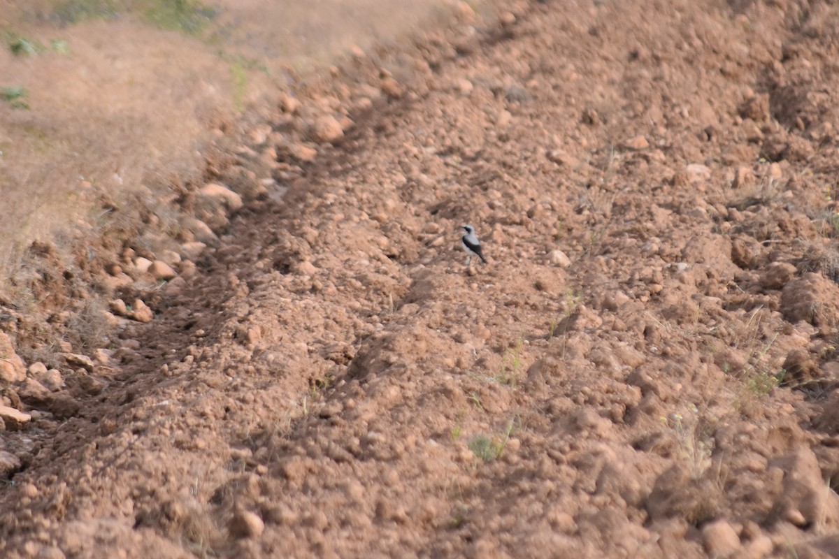 Northern Wheatear - ML642517334
