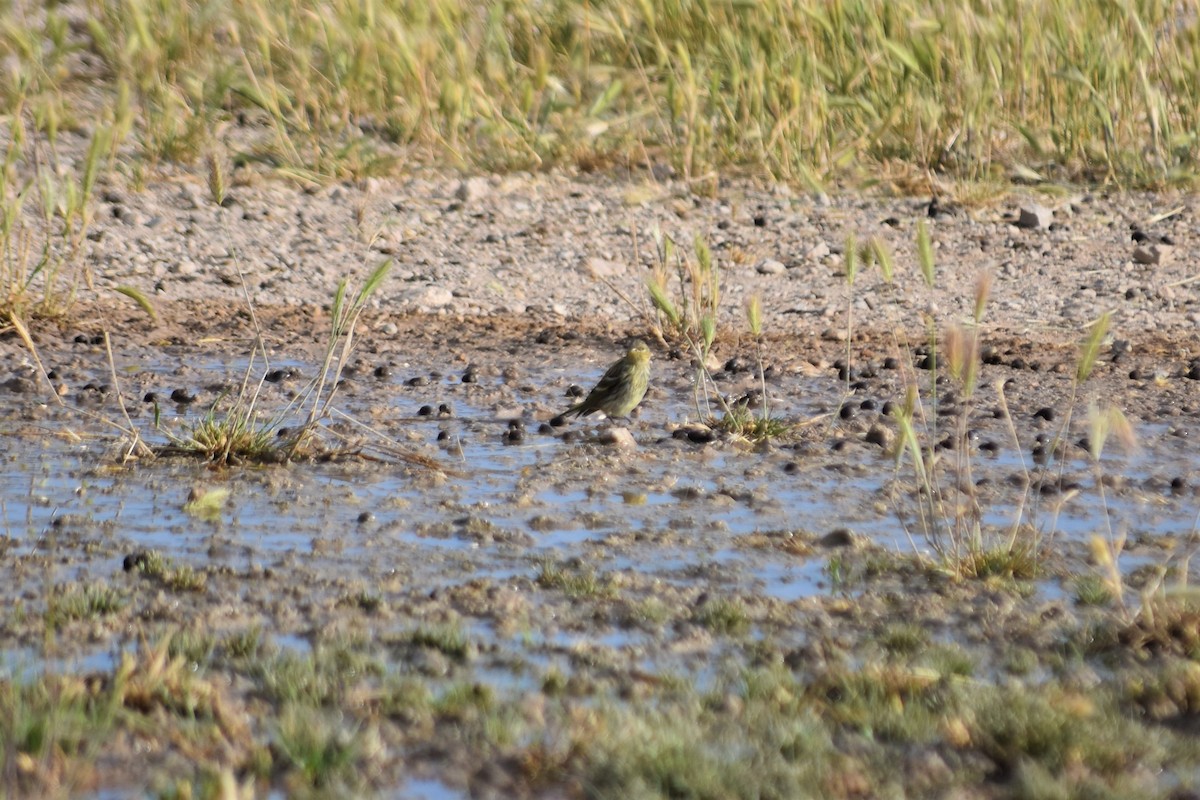 European Serin - ML642517336