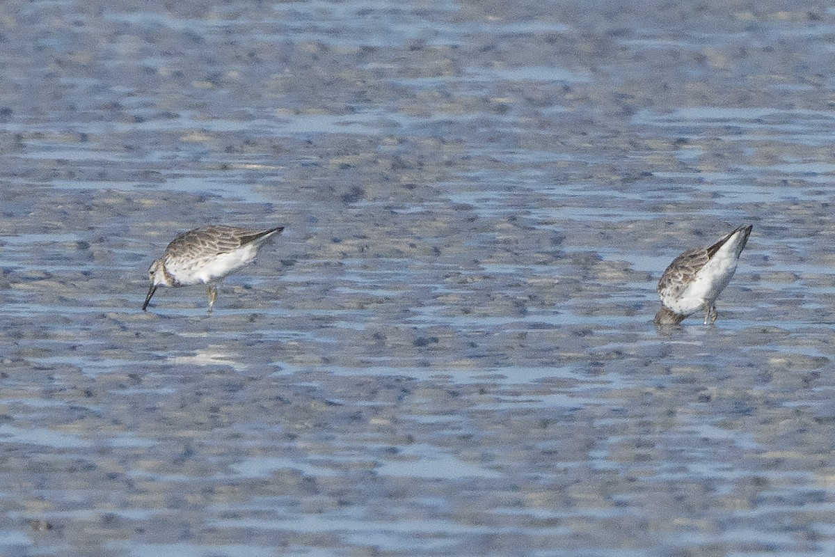 オバシギ - ML642517432