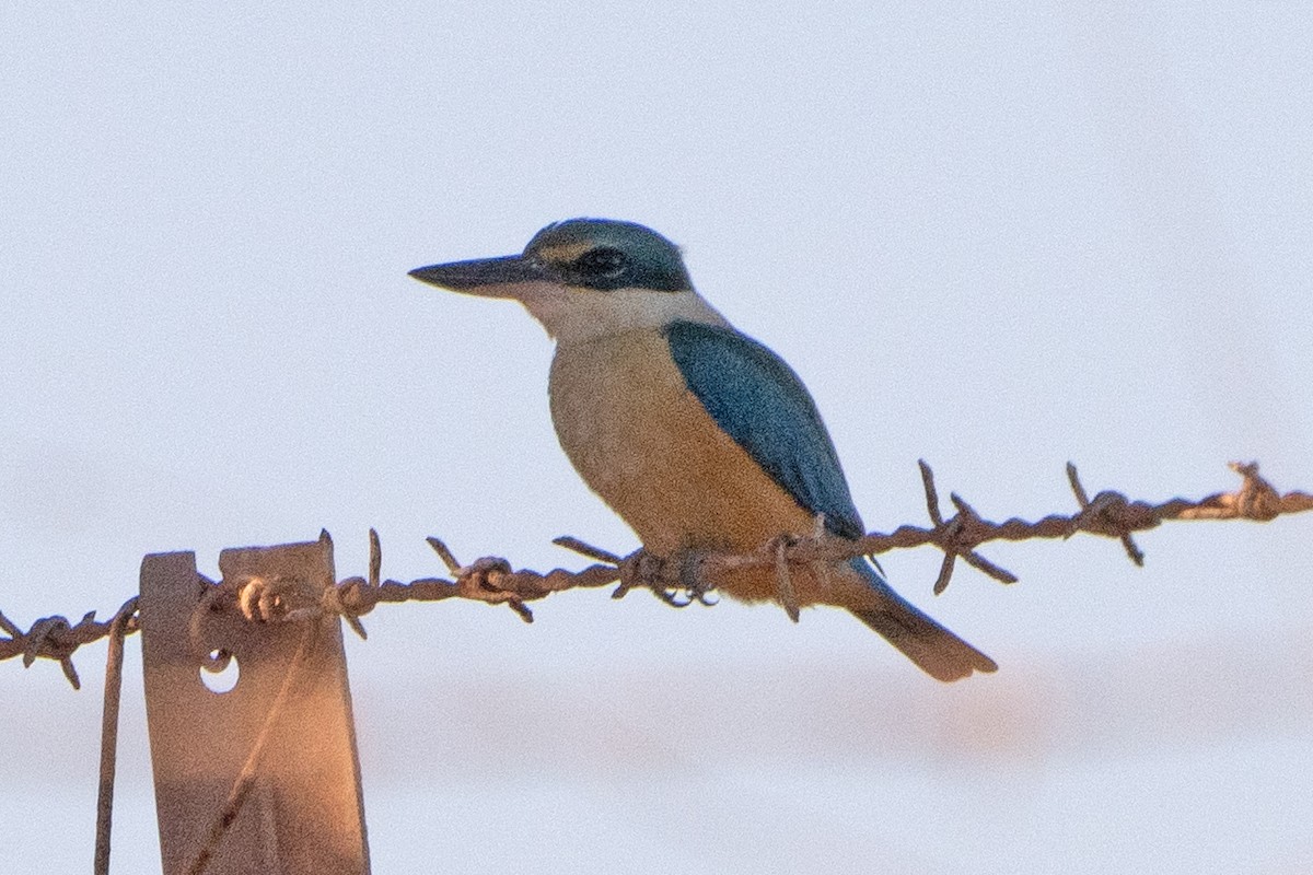 ヒジリショウビン - ML642517452