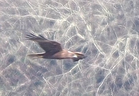 カラフトワシ - ML642517459
