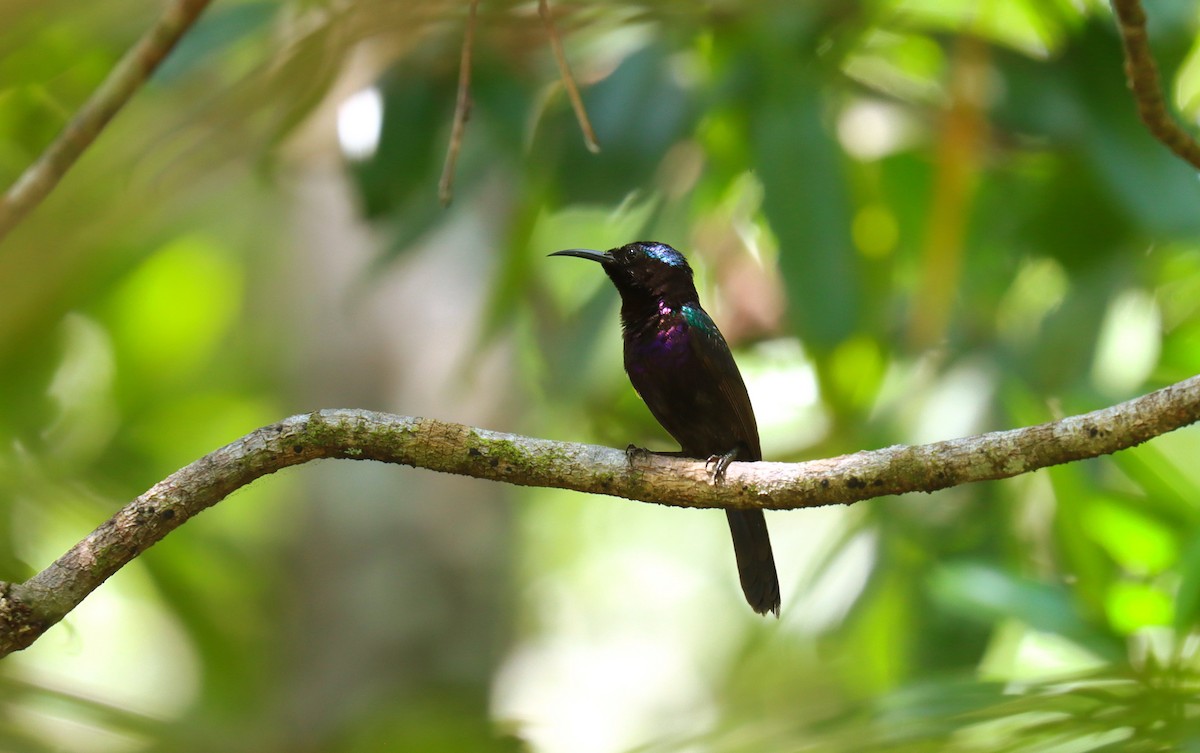Copper-throated Sunbird - ML642517465