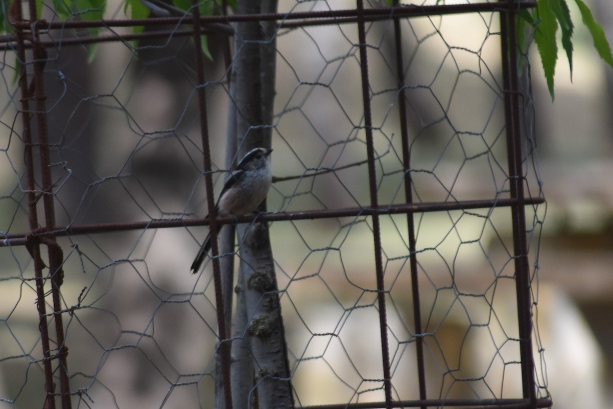Long-tailed Tit - ML642517499