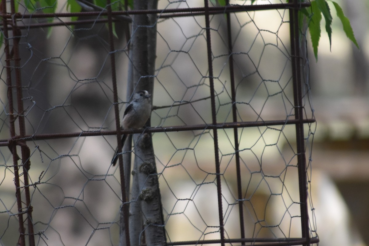 Long-tailed Tit - ML642517500