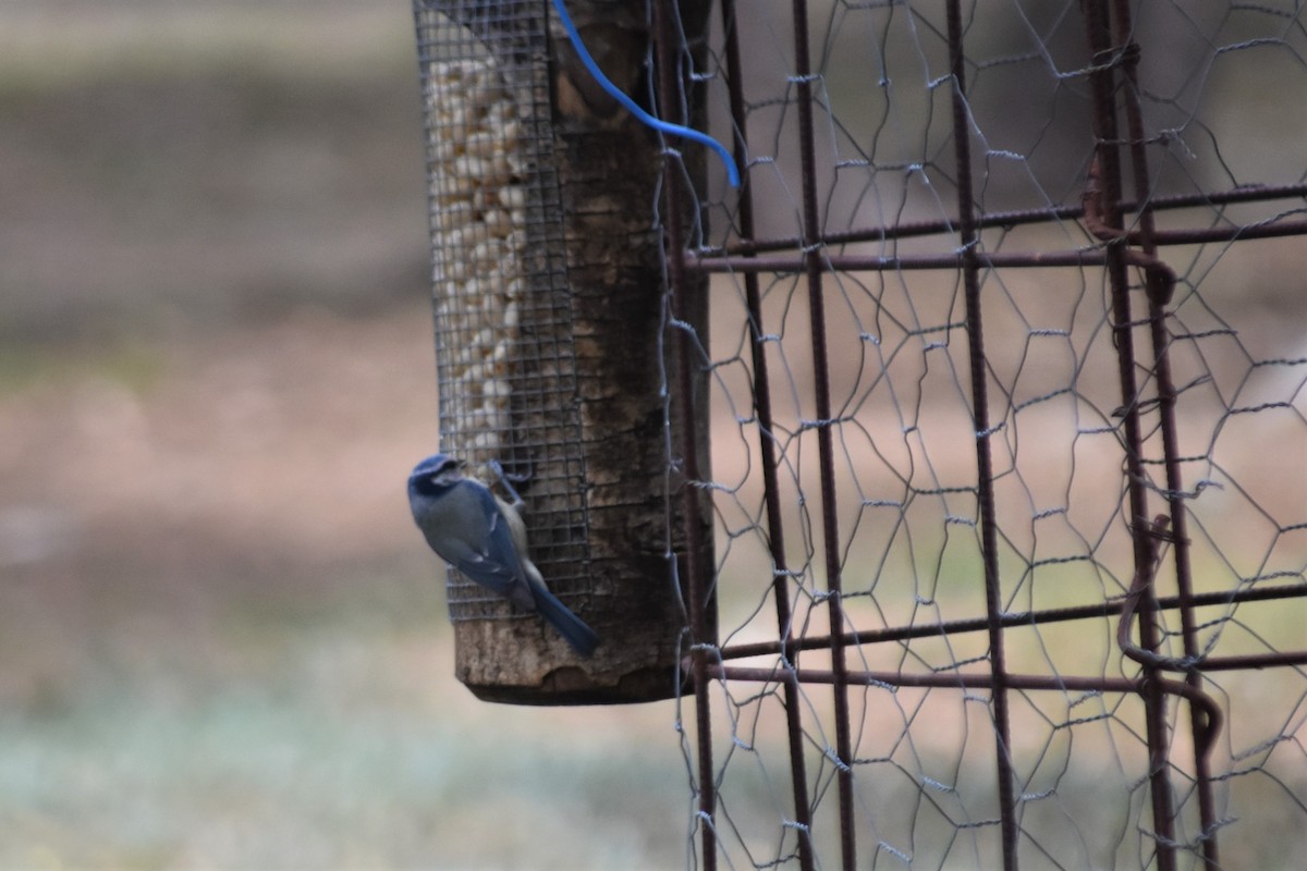 Eurasian Blue Tit - ML642517502