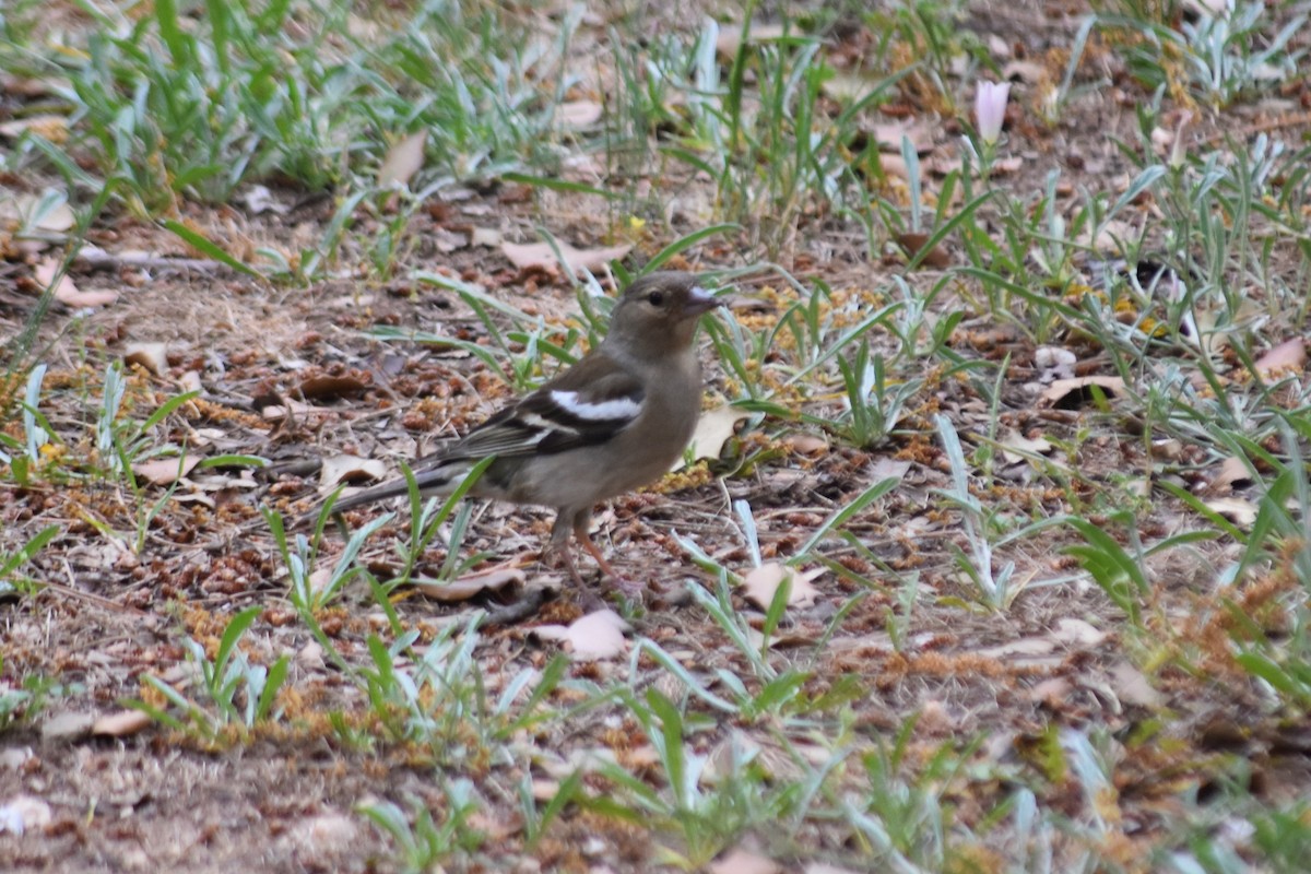 Common Chaffinch - ML642517503