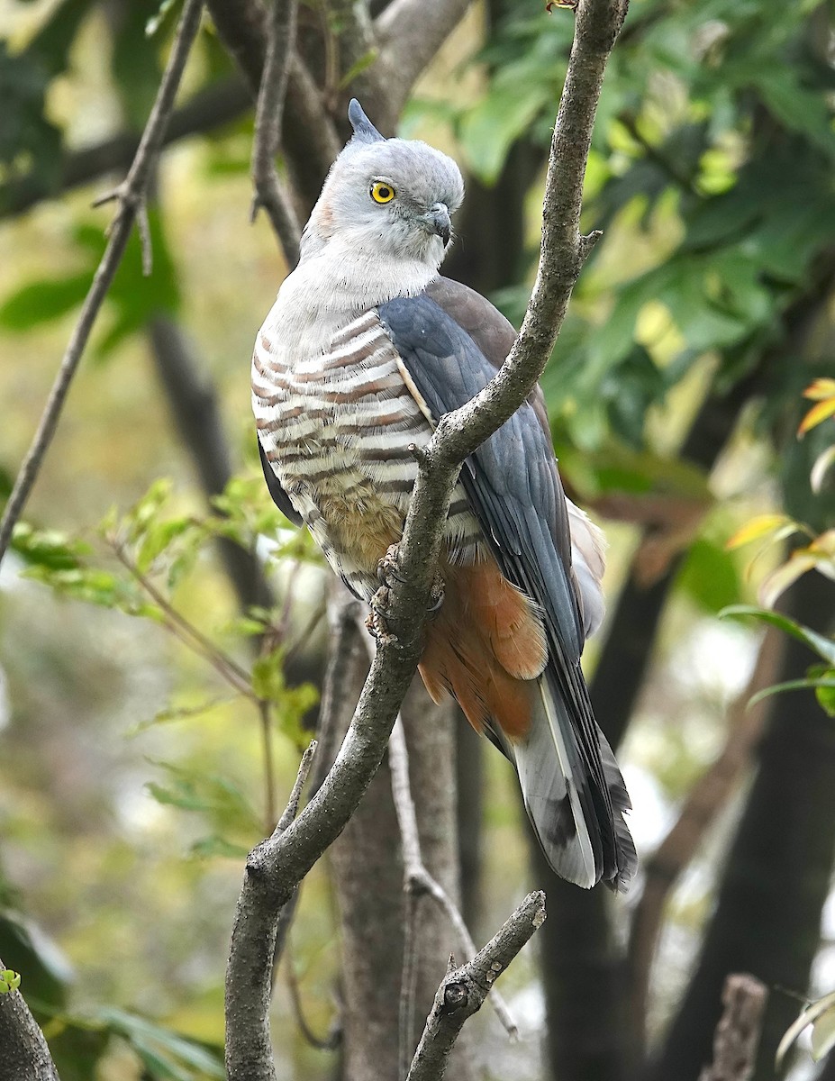 Pasifik Bazası - ML642517508