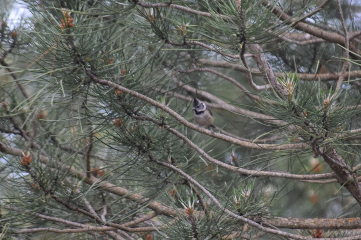 Crested Tit - ML642517516