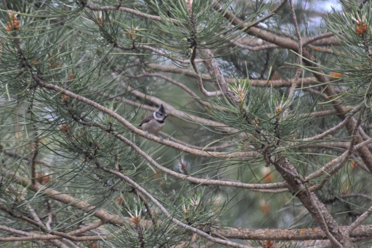 Crested Tit - ML642517517