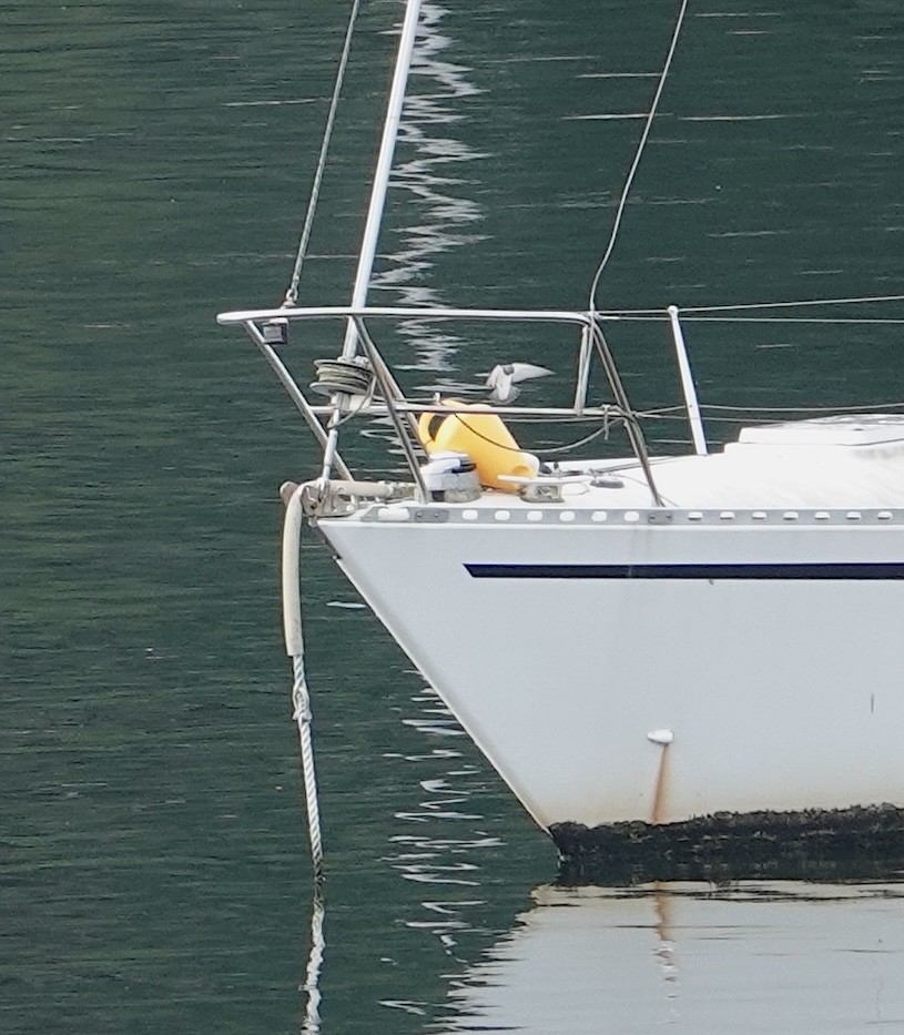 White-breasted Woodswallow - ML642517530