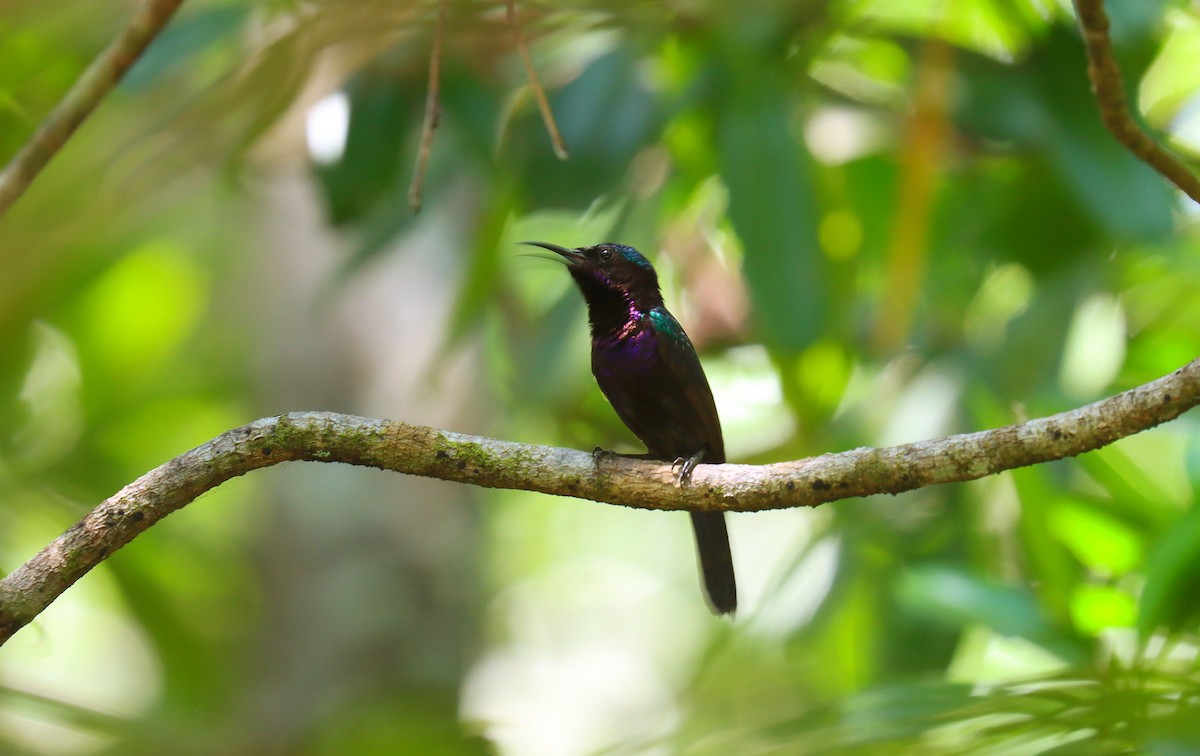 Copper-throated Sunbird - ML642517539