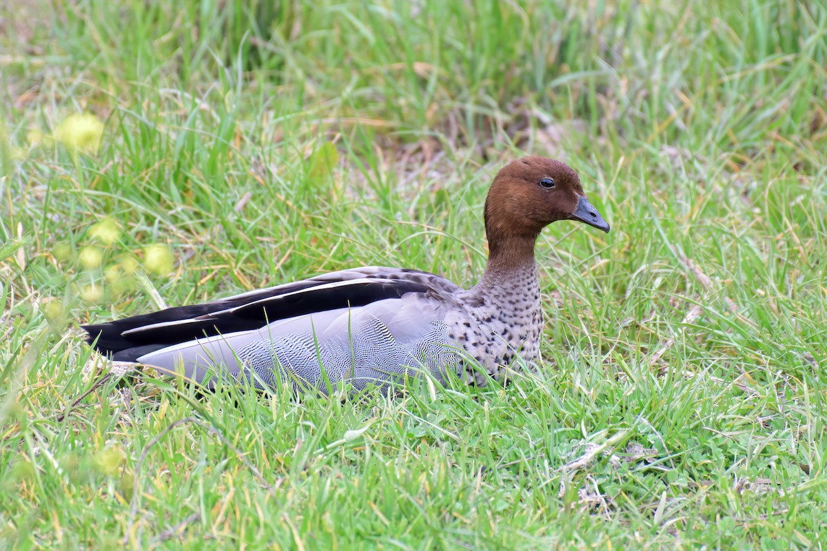 Canard à crinière - ML642517590