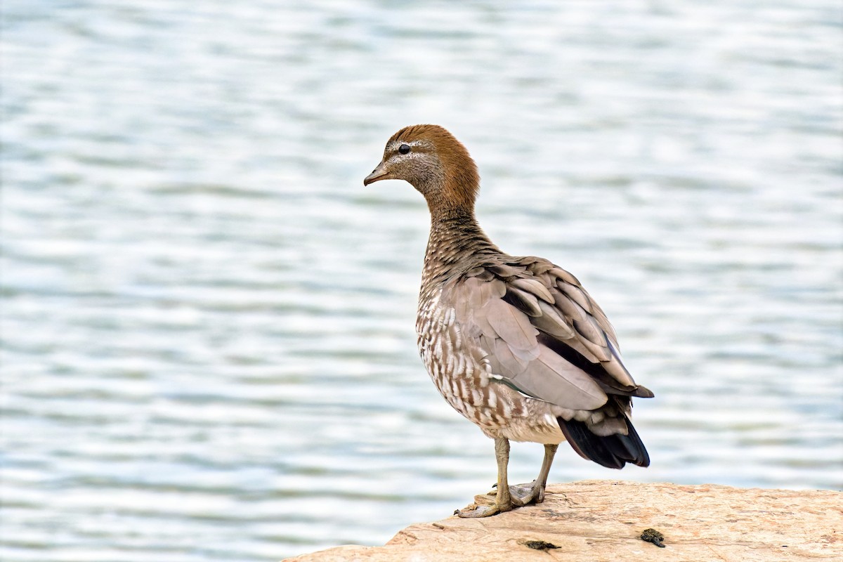 Canard à crinière - ML642517591