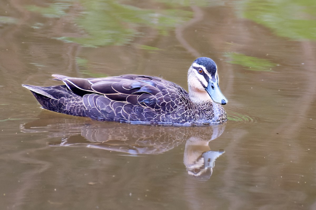 Canard à sourcils - ML642517594
