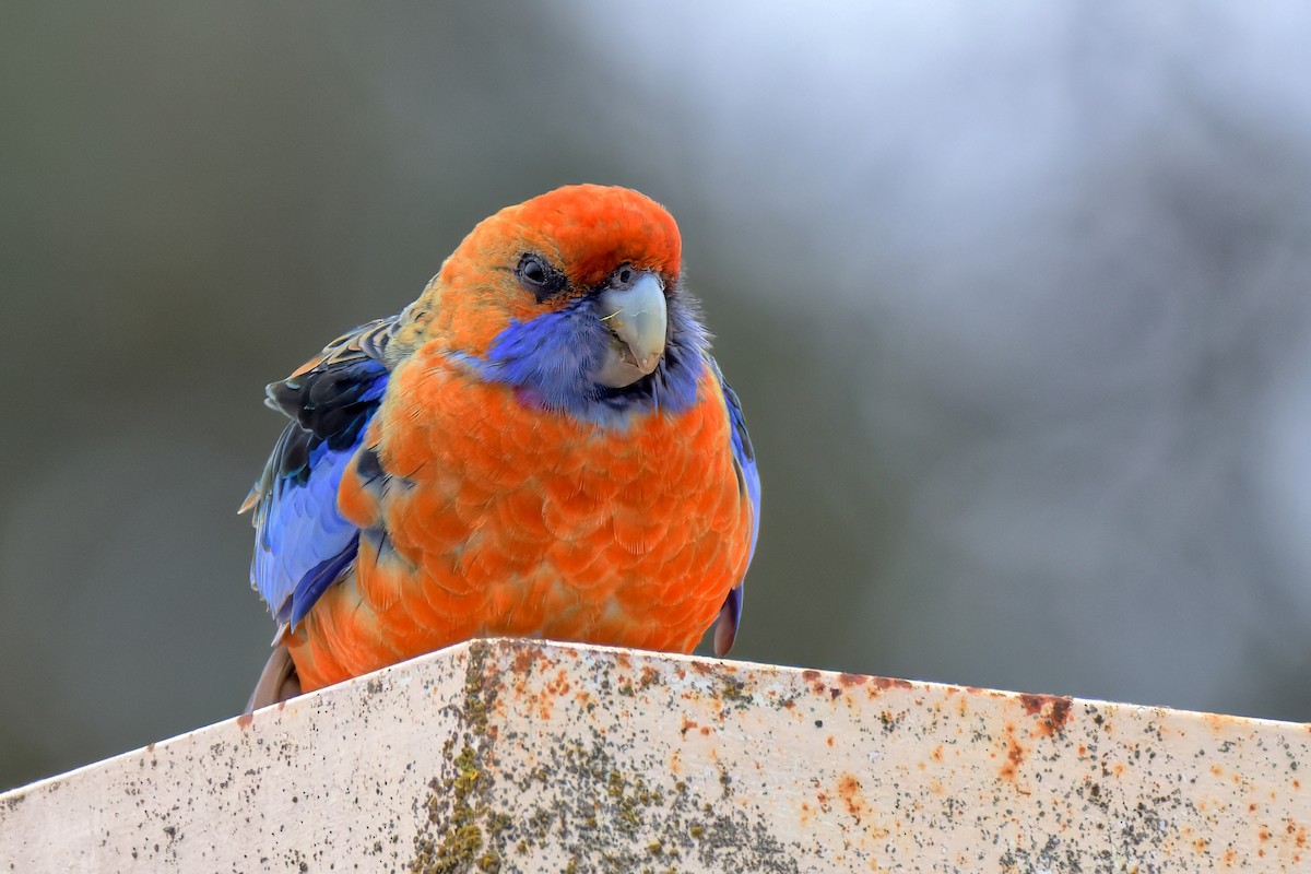 Perruche de Pennant (adelaidae/subadelaidae) - ML642517607