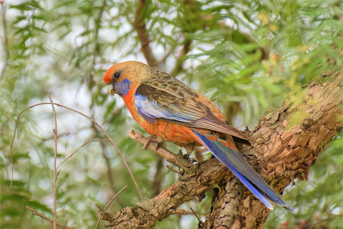 Perruche de Pennant (adelaidae/subadelaidae) - ML642517610