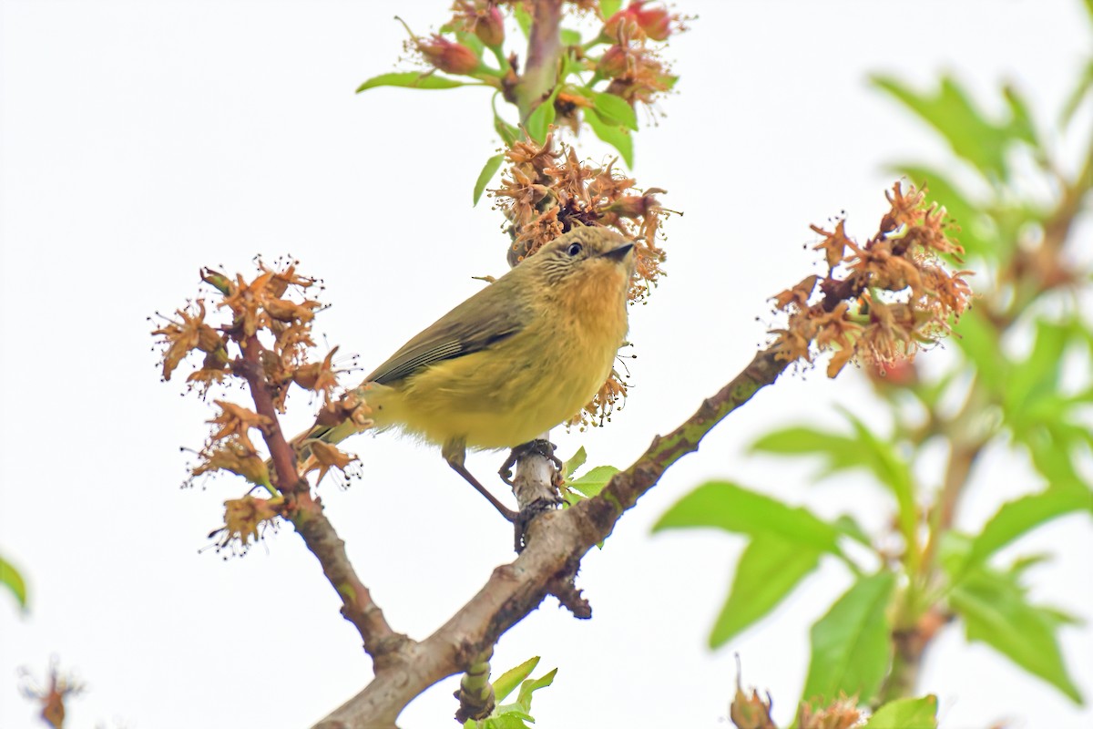 Yellow Thornbill - ML642517617
