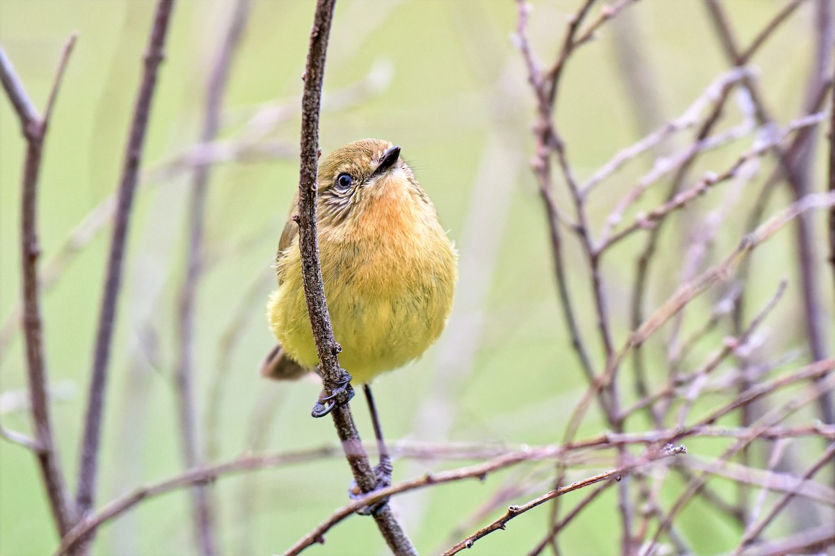 Yellow Thornbill - ML642517618