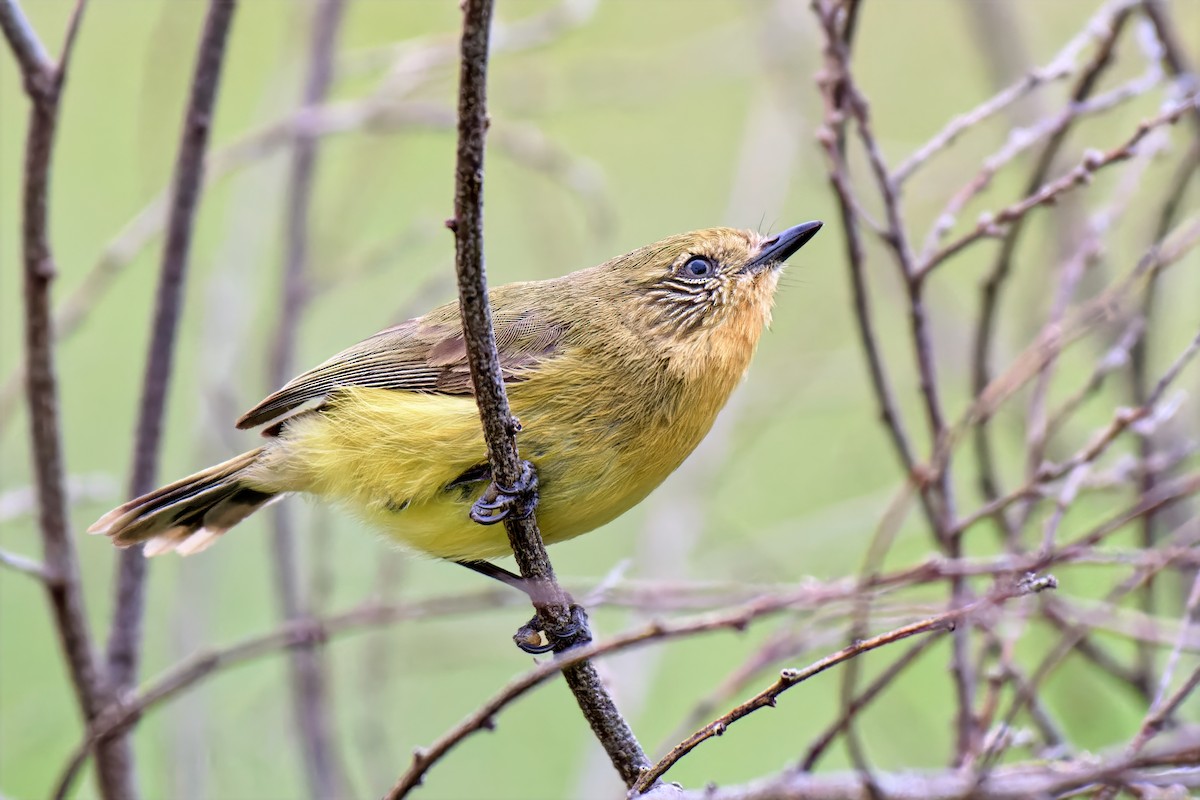 Yellow Thornbill - ML642517619